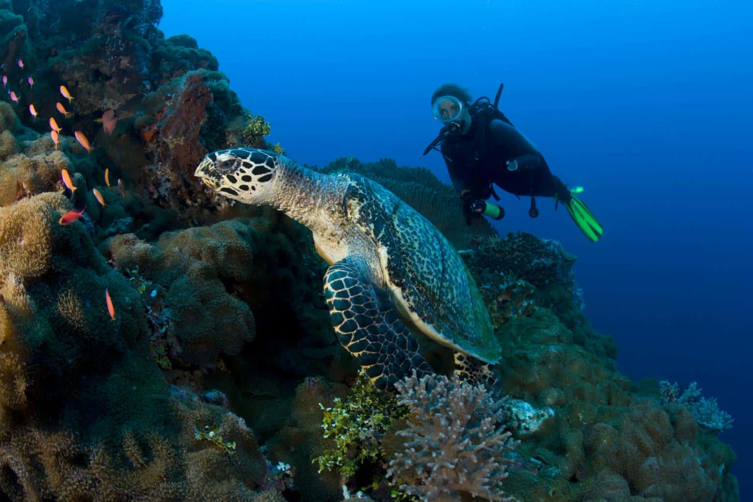 Куба или Доминикана 🌞: какой курорт лучше для отдыха 🌴