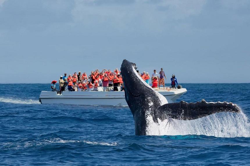 Наблюдение за китами полуострова Самана