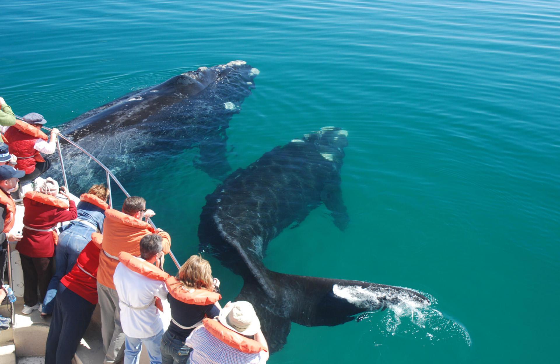Наблюдения за горбатыми китами в Доминикане