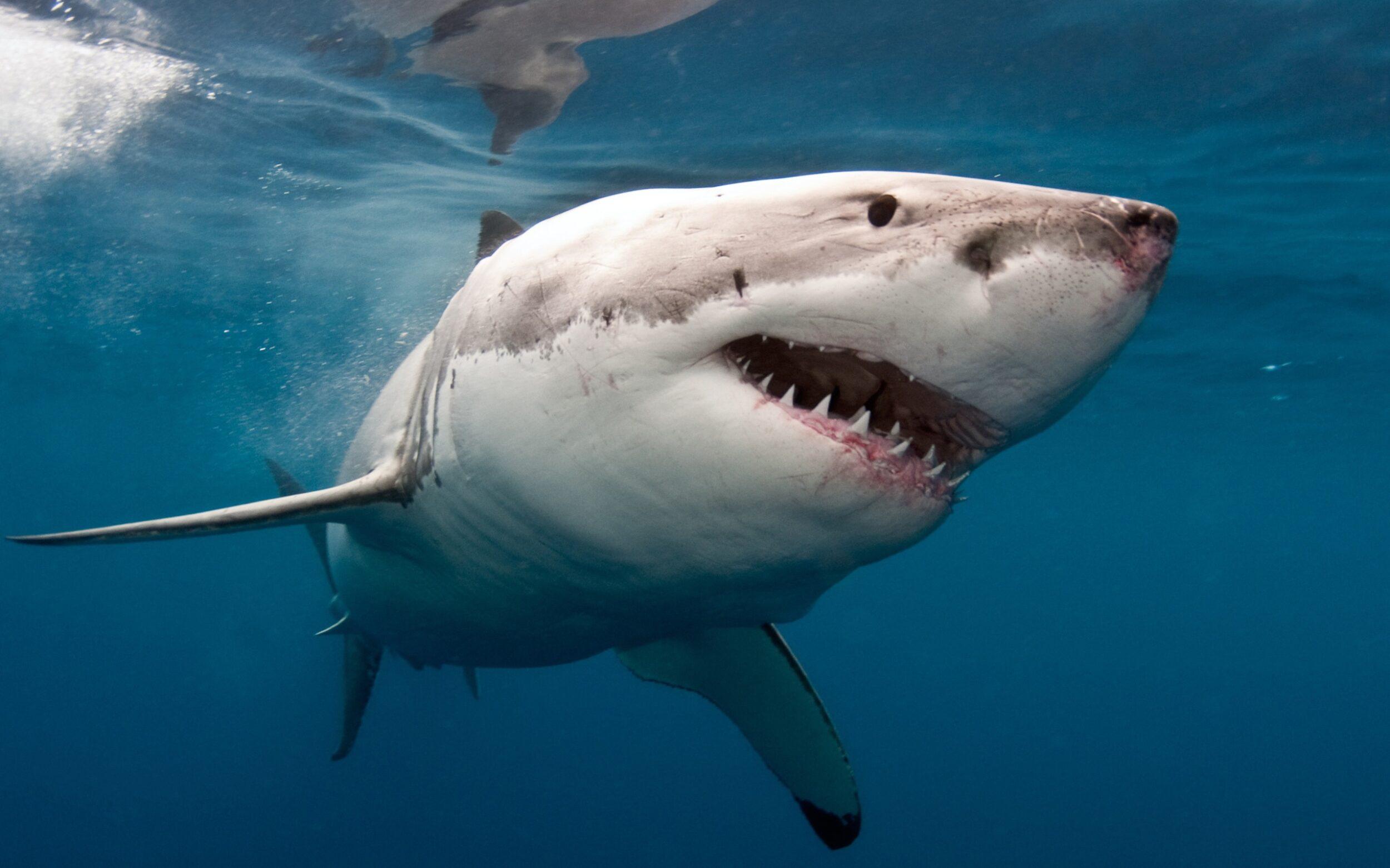 Почему опасность нападения акул невелика?