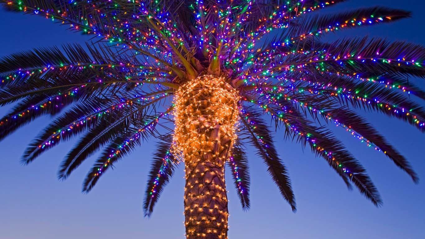 Фото пальмы
