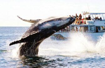 Огромные горбатые киты у доминиканского побережья